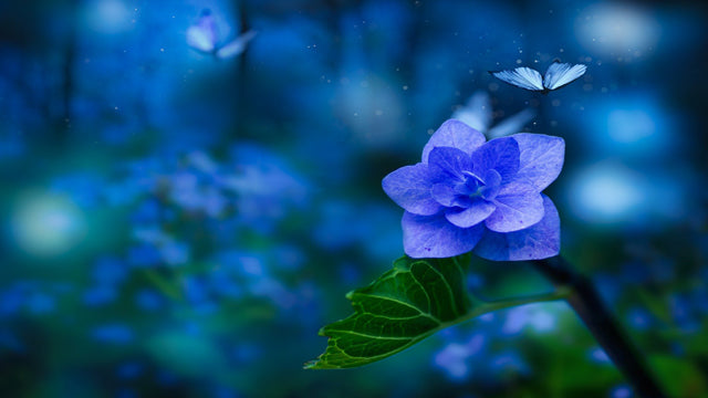 Beautiful Fantasy - by Dreamnote Music
