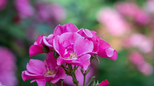 English Country Garden - by Dreamnote Music