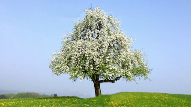 Family Tree - by Dreamnote Music