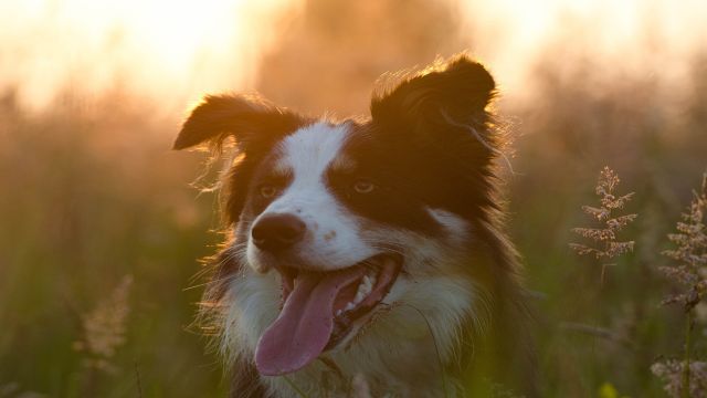 Inspiring English Life - by Dreamnote Music